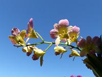 Lac Inle (63)
